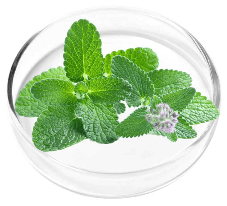 ingredient10.png