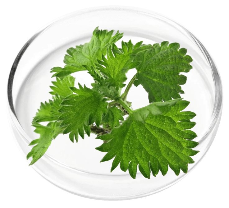 ingredient6.png